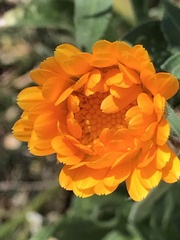 Calendula