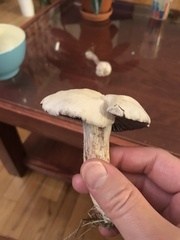 Laccaria ochropurpurea