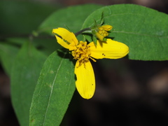 Helianthus hirsutus