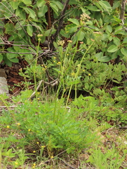 Lomatium