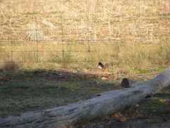 Rhipidura leucophrys