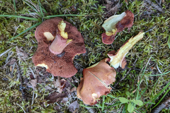 Chalciporus piperatus