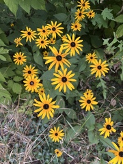 Rudbeckia fulgida