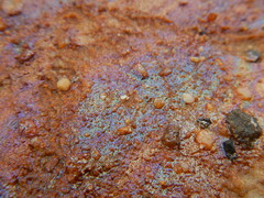 Gallionellaceae