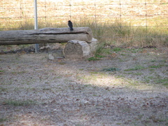 Rhipidura leucophrys