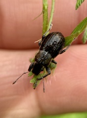 Naupactus