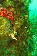 Eubalichthys mosaicus