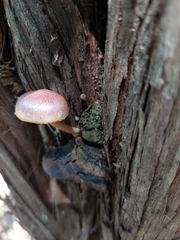 Gymnopilus luteofolius