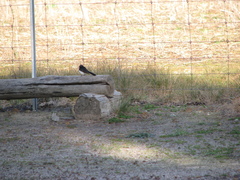 Rhipidura leucophrys