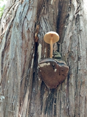 Gymnopilus luteofolius