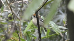 Thamnophilus ambiguus