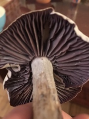 Laccaria ochropurpurea