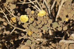 Abutilon halophilum