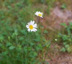 Leucanthemum