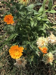 Calendula