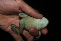 Trachycephalus typhonius