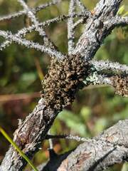 Tuckermanopsis sepincola