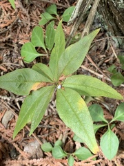 Lysimachia borealis