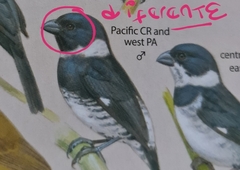 Sporophila morelleti