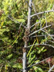 Tuckermanopsis sepincola