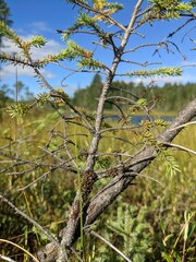 Tuckermanopsis sepincola