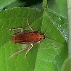 Ischnoptera bilunata