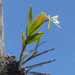 Epidendrum
