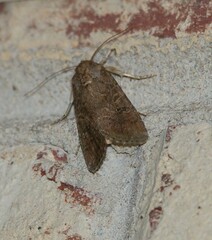 Spodoptera frugiperda