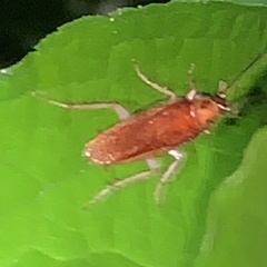 Ischnoptera bilunata