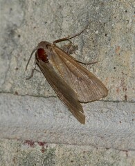 Mythimna unipuncta