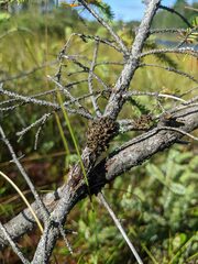 Tuckermanopsis sepincola