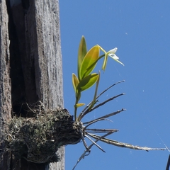 Epidendrum