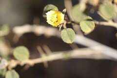 Abutilon halophilum