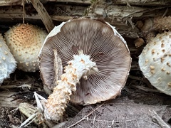 Pholiota squarrosoides