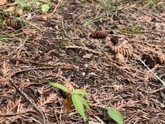 Lysimachia borealis