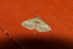 Digrammia gnophosaria