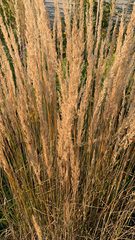 Calamagrostis epigejos