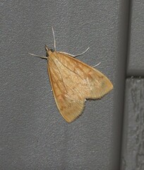 Ostrinia nubilalis