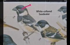 Sporophila morelleti