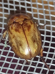 Cyclocephala lunulata