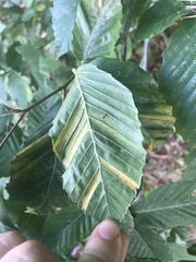 Litylenchus crenatae