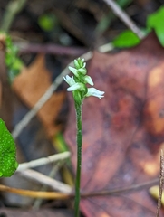 Spiranthes ovalis erostellata