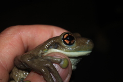 Trachycephalus typhonius