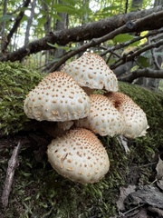 Pholiota squarrosoides