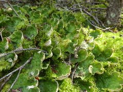 Peltigera aphthosa