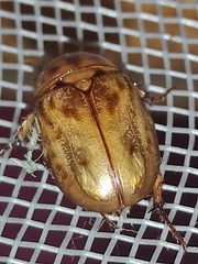Cyclocephala lunulata