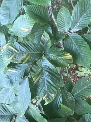 Litylenchus crenatae