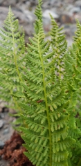 Athyrium americanum