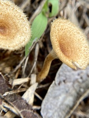 Lentinus