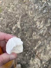 Reticularia lycoperdon